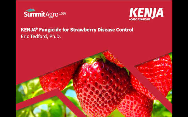 The Strawberry Disease You Can't Afford to Neglect : Syngenta – Know More,  Grow More